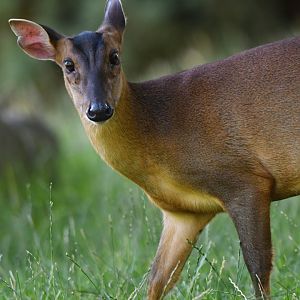 Reeves' muntjack (Muntiacus reevesi)