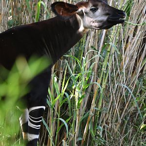 Okapi (Okapia johnstoni)