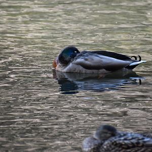 American Wigeon x Mallard Hybrid ~ Karuizawa