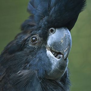 Red-tailed black cockatoo (Calyptorhynchus banksii)