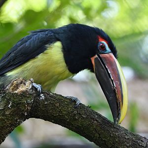 Green Aracari Pteroglossus viridis