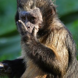 Golden-bellied capuchin (Sapajus xanthosternos)