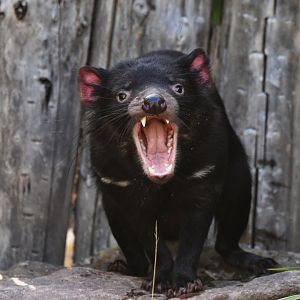 Tasmanian devil (Sarcophilus harrisii)