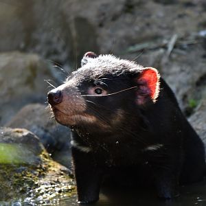 Tasmanian devil (Sarcophilus harrisii)