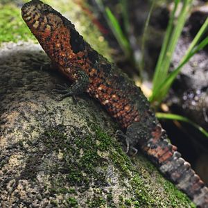 Chinese crocodile lizard (Shinisaurus crocodilurus)