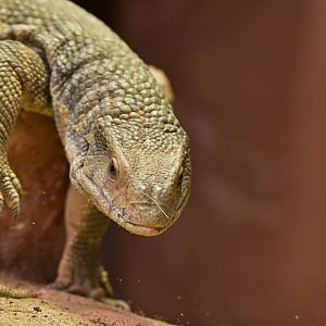 Savannah monitor (Varanus exanthematicus)