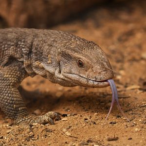 Savannah monitor (Varanus exanthematicus)