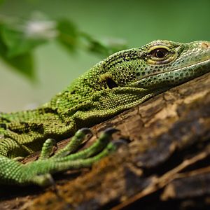 Emerald tree monitor (Varanus prasinus)