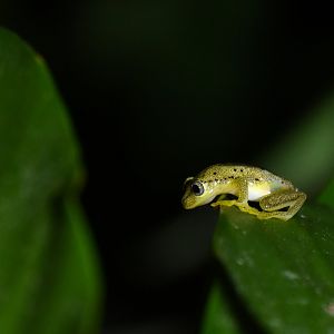 Boophis bottae