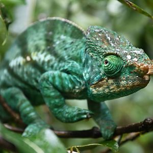 Parson's chameleon (Calumma parsonii)