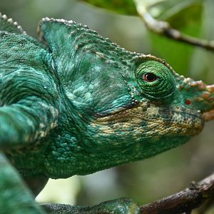 Parson's chameleon (Calumma parsonii)