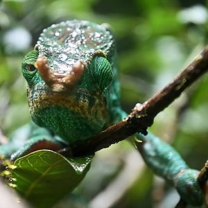 Parson's chameleon (Calumma parsonii)