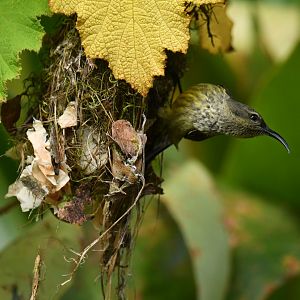 Souimanga sunbird (Cinnyris sovimanga)