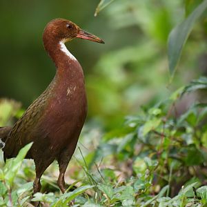 White-throated Rail Dryolimnas cuvieri