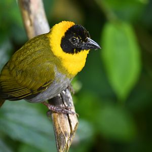 Nelicourvi Weaver Ploceus nelicourvi