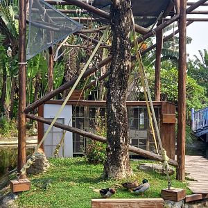 Lar Gibbon island, Jingyuan Farm and Leisure Park