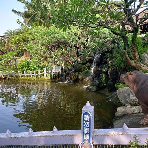 Common Hippo exhibit
