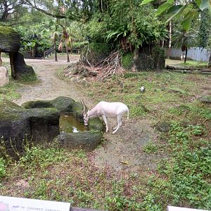 Addax and Somali Wild Ass exhibit