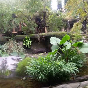 Asian Black Bear exhibit