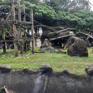Common Chimpanzee exhibit