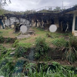 Western Lowland Gorilla exhibit