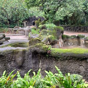 Asian Elephant exhibit.