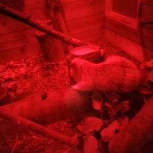 North Luzon Cloud Rat