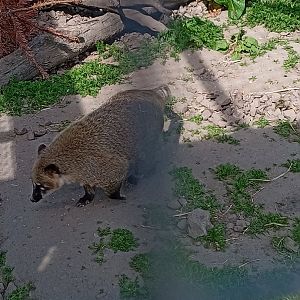 Ring Tailed Coati