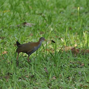 Slaty-breasted Wood-Rail Aramides saracura