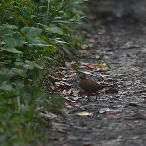 Madagascar forest rail (Mentocrex kioloides)