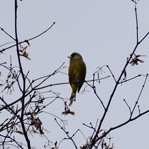 Oriental Greenfinch ~ Karuizawa