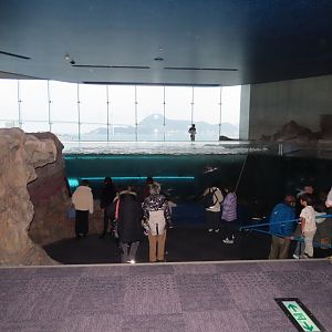 Shimonoseki aquarium: first tank