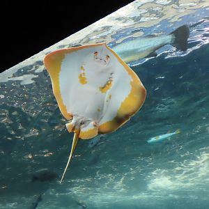 Albino pitted stingray (Dasyatis matsubarai)
