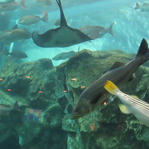 Yellowfin puffer and Japanese sea bass