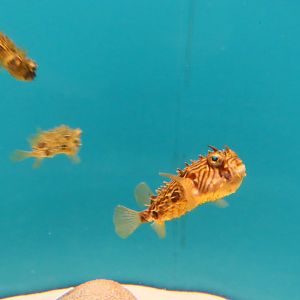 Striped burrfish (Chilomycterus schoepfi)