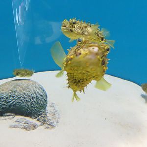Striped burrfish(Chilomycterus schoepfi)