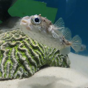 Birdbeak burrfish (Cyclichthys orbicularis)