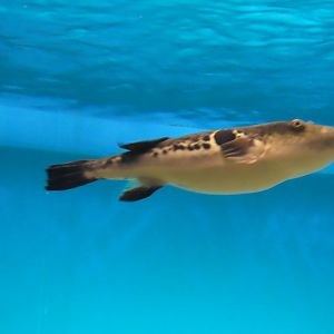 Tiger puffer (Takifugu rubripes)