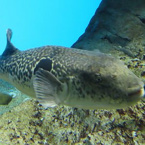 Tiger puffer (Takifugu rubripes)