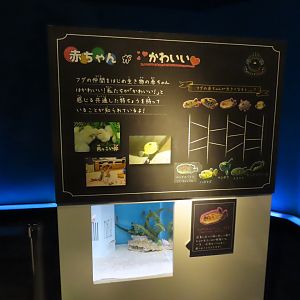 Juvenile Longspine burrfish (Tragulichthys jaculiferus) tank