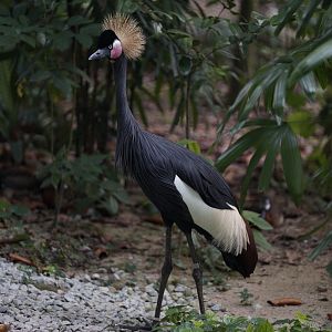 Black Crowned-Crane (Balearica pavonina)