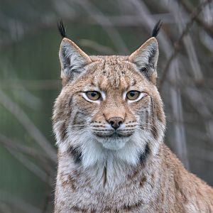 Lynx (m), Beale Park, UK
