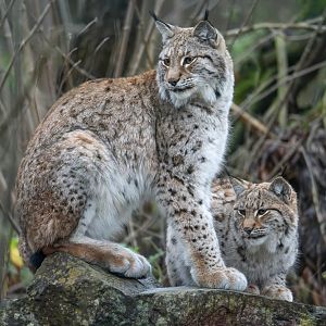 Lynx and kitten, Beale Park UK