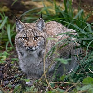 Lynx kitten, Beale Park UK
