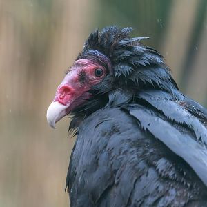 Turkey vulture, Beale Park, UK