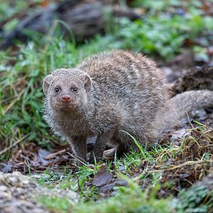 Banded mongoose, Beale park, UK