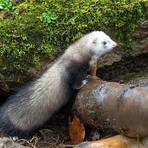 Ferret, Beale park, UK