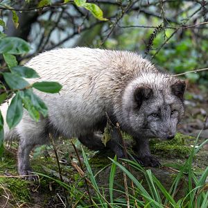 Arctic fox, Beale Park, UK