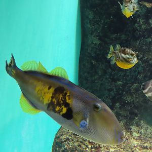 Six-spined leatherjacket (Meuschenia freycineti)