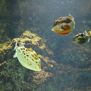Western smooth boxfish with both Aracana sp.
